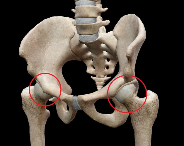 股関節の位置