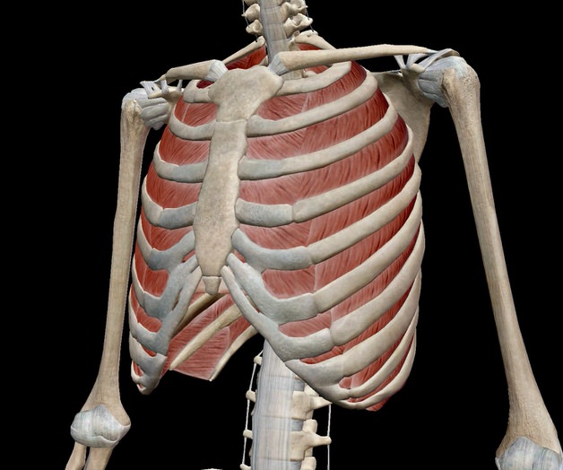 肋間筋の画像