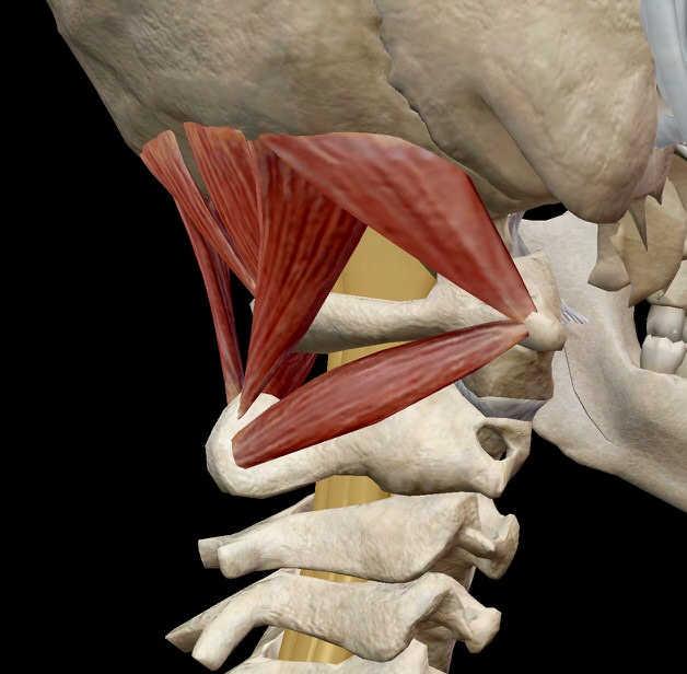 脊髄と後頭下筋群